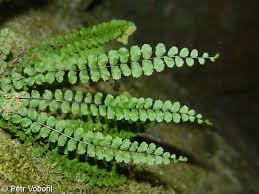 Image result for Asplenium trichomanes