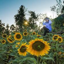 Thunbergia yang ditemukan oleh seorang ahli botani asal swedia bernama carl peter thunberg ini juga termasuk tanaman hias yang tahan banting terhadap teriknya panas matahari. Kebun Bunga Matahari Yang Indah Dan Di Kunjungi Ratusan Wisatawan Big Daya Mulia Transport