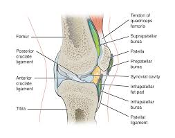 Figure 5.2 this is a diagram of haversian systems in compact bone. 9 4 Synovial Joints Anatomy Physiology