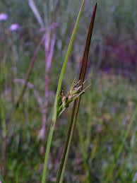 Image result for Scleria