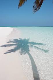 Shadow Of A Palm Tree On A Deserted Island Beach Island Beach Beach Trip Beautiful Beaches