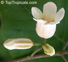 Image result for Rothmannia globosa