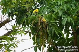 Image result for Markhamia lutea