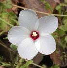 Image result for Corchorus saxatilis