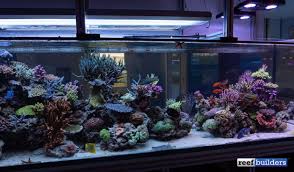 Led T5 Face Off In The White Corals Display Tank Reef Builders The Reef And Saltwater Aquarium Blog