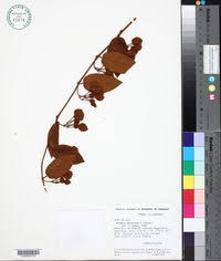 Image result for Bonamia mossambicensis