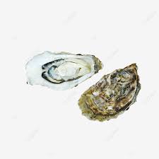 Ostras Png Ostras Png Ostra Ostra Png Imagem Para Download Gratuito