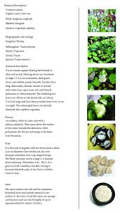 This plant grows in ponds, marshes and lakes. Botanical Description Of Plant Trapa Bispinosa Roxb 32 Download Scientific Diagram