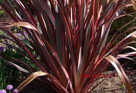 Colensoi is endemic to new zea. Plantfiles Pictures Phormium New Zealand Flax Guardsman Phormium By Kell