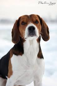 Sweet Animals Dog Shots Hound Dog Dogs