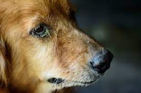Conjunctivitis Pink Eye In Dogs Small Door Veterinary