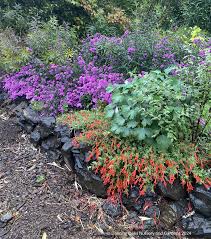 Image result for Otholobium foliosum