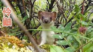 pin by 之最世界on 动物之最 animals ferret