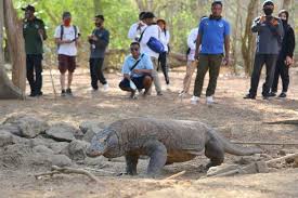 Pengunjung juga dapat berinteraksi dengan binturong. Resort Loh Buaya Di Tn Komodo Tutup Hingga Juni 2021 Ada Apa Halaman All Kompas Com