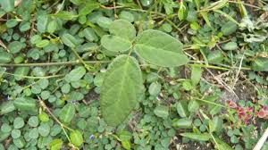 Image result for Desmodium scorpiurus