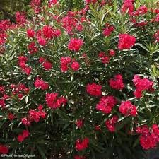 Laurier Rose Nerium Oleander Rouge Double Laurier Rose Arbuste Arbres Et Arbustes