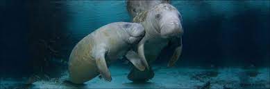 More Ways You Can Help Manatees - Save The Manatee Club