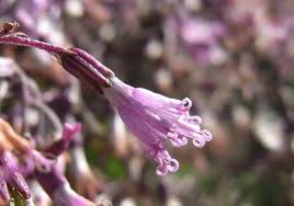 Image result for Bothriocline glomerata