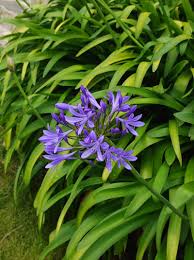 Image result for Agapanthus praecox