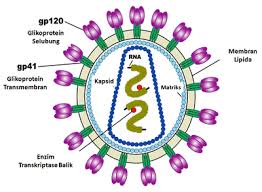 Maybe you would like to learn more about one of these? Hiv Wikipedia Bahasa Indonesia Ensiklopedia Bebas
