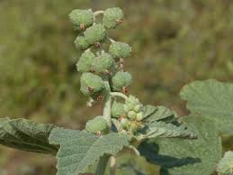 Image result for Chrozophora plicata