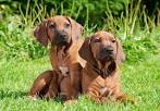 Rhodesian Ridgeback Puppies for Sale | Greenfield Puppies