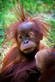 This Cute Orangutan Baby May Need A New Hairdresser The Color S Not Bad Maybe A Bit Too Purple Cute Animals Baby Orangutan Cute Baby Animals
