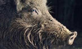 Boar Wars How Wild Hogs Are Trashing European Cities Wild Hog Wild Boar Boar