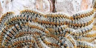 Attention au chenilles processionnaires tuto. La Chenille Processionnaire Stopnuisibles