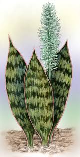Image result for Sansevieria hyacinthoides