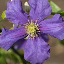 It can also be grown in a container. Clematis General Sikorski Perennial Resource