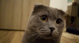 Scottish Fold Kivrik Kulakli Kedi Hakkinda Bilgiler Petburada Com