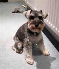 Schnauzer Hairstyles Bing Images Schnauzer Grooming Miniature Schnauzer Schnauzer