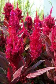 Celosia Fresh Look Red Dramatic Bright Magenta Red Flower Heads On Maroon Leaves Flower Seeds Amaranth Plant Flowers