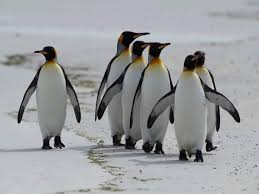 Emperor penguin is the only species of penguin that mates during the coldest period of the year. Emperor Penguins Marching Towards Extinction In A Warming World Study Times Of India
