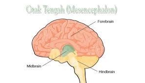 Otak Tengah Mesencephalon Pengertian Fungsi Struktur Dan Bagian Otak Tengah Midbrain Lengkap Sekolahan Co Id