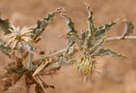 Image result for Dicoma capensis