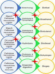 High salt concentrations promote the aggregation and precipitation of proteins. Frontiers Halophiles And Their Vast Potential In Biofuel Production Microbiology