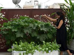 Make sure to take expert advice from a structural engineer or architect to better know the capability of your roof. Tindas On Your Terrace Are Good Business For Startups India News Times Of India