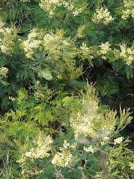 Image result for Acacia mearnsii