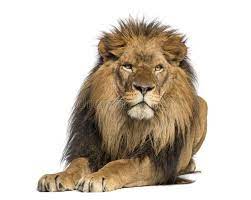Lion Lying Down Facing Panthera Leo 10 Years Old Isolated On White Aff Facing Panthera Lion Lying Leo Ad Panthera Leo Lion Panthera
