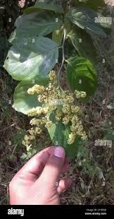 Image result for Ventilago