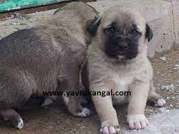 dogs panosundaki pin