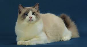 I have 3 beautiful female ragdoll kittens for sale,they are eating kitty food and using the litter tray.mum and dad are both ragdolls and can be seen with the kittens.very affectionate and. New Jersey Ragdoll Adorable Cats And Kittens For Adoption
