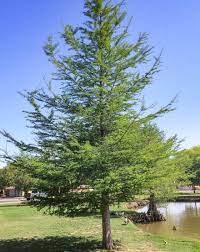Image result for Taxodium