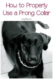 Considering Using A Prong Collar To Train Your Dog To Walk Nice On A Leash Learn Everything You Need To Know About Dog Training Training Your Dog Prong Collar