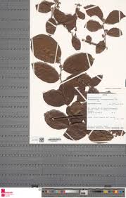 Image result for Dichapetalum madagascariense