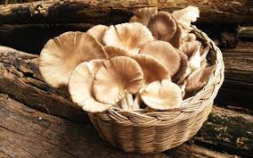 La culture des champignons sur du marc de café est une technique révolutionnaire découverte par le professeur hongkongais shuting chang en 1994 lorsqu'il cherchait un moyen de revalorisation du marc de café. Des Pleurotes Cultives Dans Du Marc De Cafe Recycle