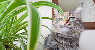 John's wort to the list of plants toxic to cats. 30 Common Toxic Houseplants From A Z Keep Pets Away