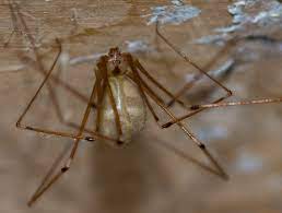 Cellar spiders will eat any bug or spider they can overtake with their web. Cellar Spiders As Interesting As They Are Common